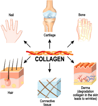 Youtheory Collagen Review